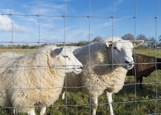 buy Sheep Wire Mesh Fencing Heavily Hot Dip Galvanized Animal Fencing online manufacturer