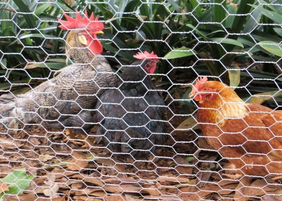 buy Plastic Coated Chicken Wire Mesh , Chicken Wire Poultry Netting online manufacturer